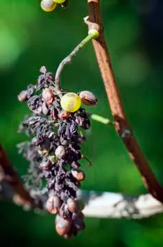 Grape disease Stock Photos