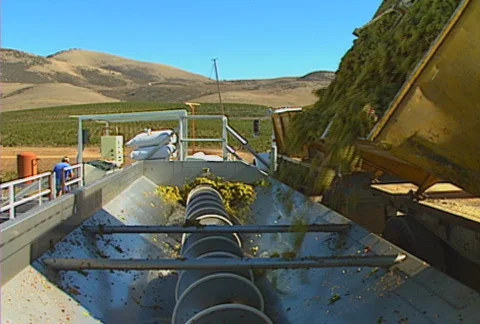 Grape dump 01 Stock Footage 621278