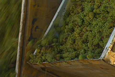 Grape dump 02 Stock Footage 621281