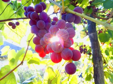 Grape Extravaganza Stock Photos