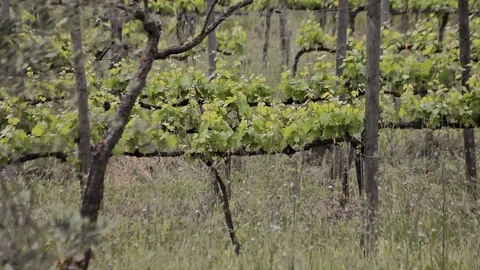 A grape farm panorama Stock Footage 74415692