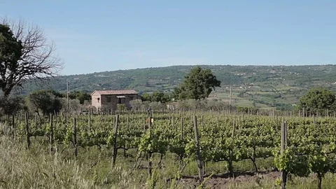 A grape farm panorama Stock Footage 74473099