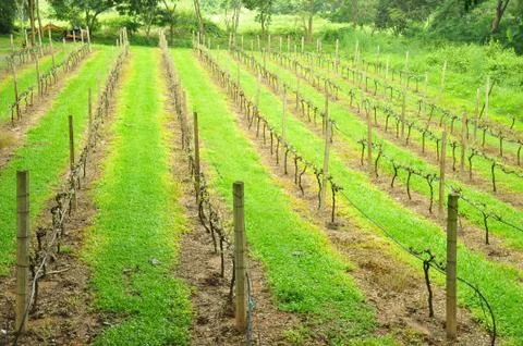 Grape farm 스톡 사진