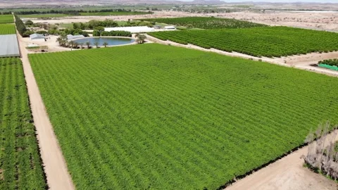 Grape farm vineyard landscape DRONE AERIAL SLOW MOTION Stock Footage 252372438