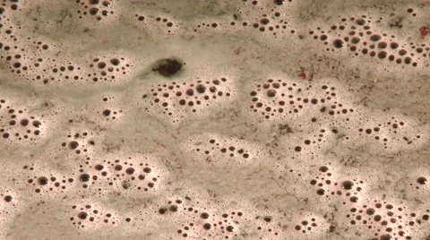 Grape in fermentation tank Stock Footage 51164268