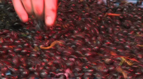 Grape in fermentation tank Video stock 51168949
