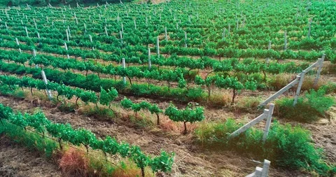 Grape field aerial view wine cellar 스톡 동영상 107573489