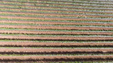Grape field with amazing texture Stock Footage 143965558