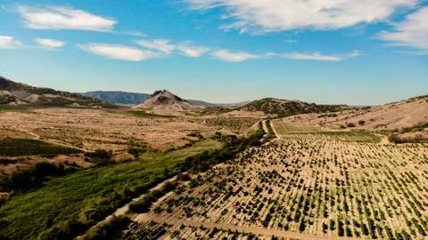 Grape field on blue sky background. view from quadcopter Stock Photos