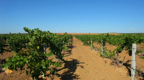 Grape field Stock Footage 862157