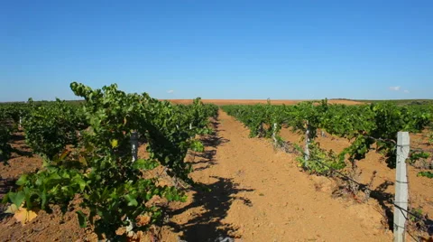 Grape field Stock Footage 1442725