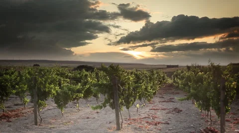 Grape Field Stock Footage 51840362