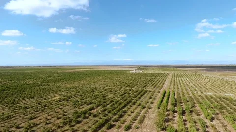 Grape field Stock Footage 86254842