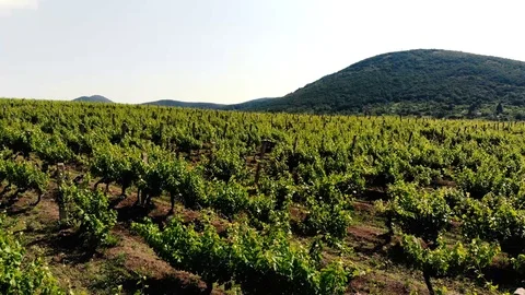 Grape Field Stock Footage 90490863