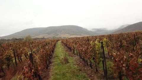 A grape field 스톡 동영상 120417978