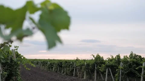 Grape field Video stock 131239378