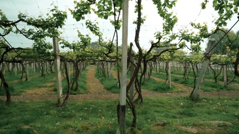 Grape field Stock Footage 327974837