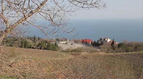 Grape field at the seaside Vídeo Stock 49306742