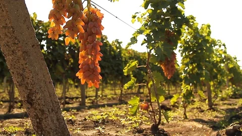 Grape field in the sun. Stock Footage 127321827