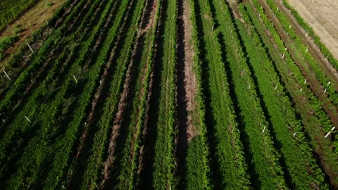 Grape field tilt up small 库存影片 159088658