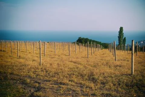 Grape field without trees. The bare pillars. Stock Photos