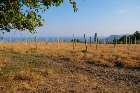 Grape field without trees. Dry grass and empty posts. Stock Photos