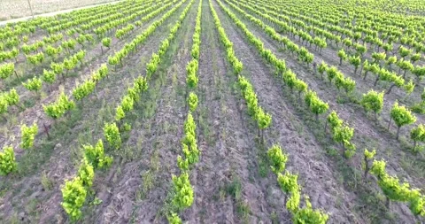 Grape fields 2 Stock Footage 306142556
