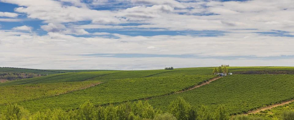 Grape fields against a beautiful cloudy sky Stock Photos