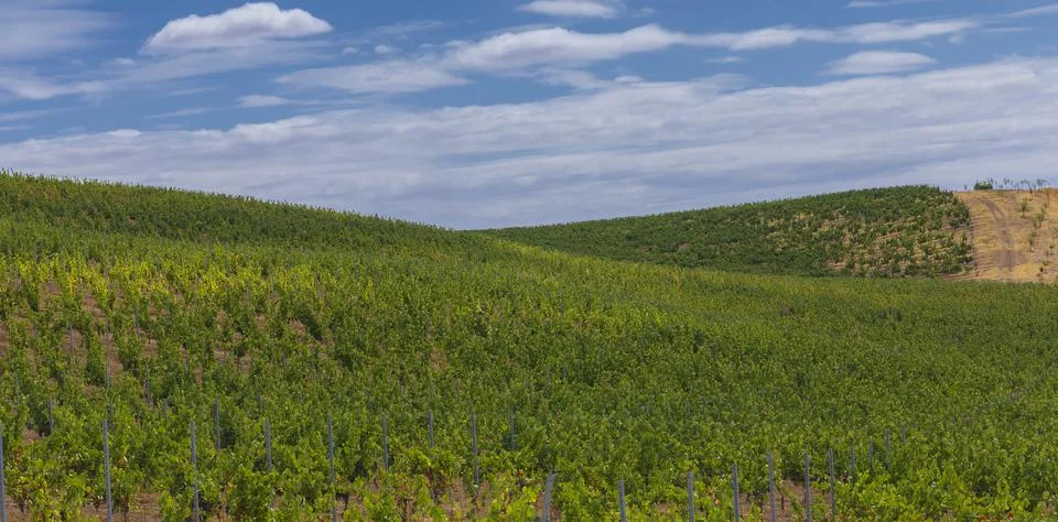 Grape fields against a beautiful cloudy sky Stock Photos