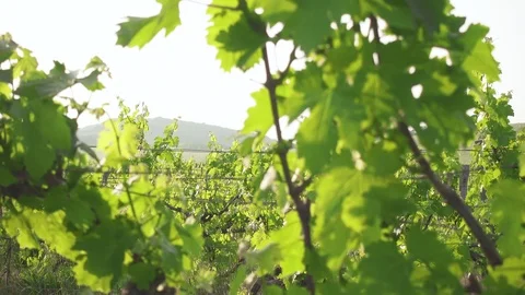 Grape fields and hills on the horizon Stock Footage 90132711