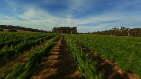 Grape fields in Australia. Video from a drone. Stock Footage 243728696