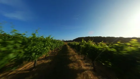 Grape fields in Australia. Video filming from a drone. Stock Footage 243294943