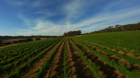 Grape fields in Australia. Video filming from a drone. Stock Footage 243295101