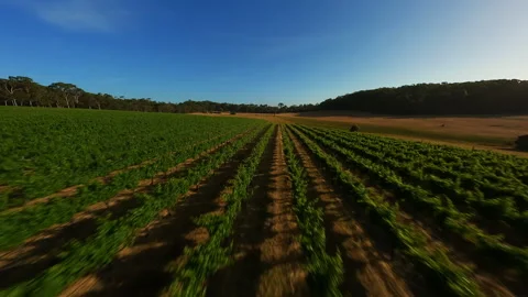 Grape fields in Australia. Video filming from a drone. Stock Footage 243295708