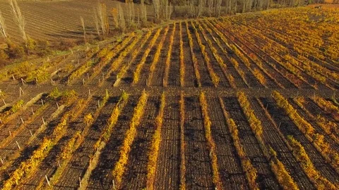 Grape fields from a bird's eye view Stock Footage 79967074