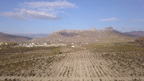 Grape fields Video stock 100974631