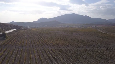 Grape fields Video stock 100974653
