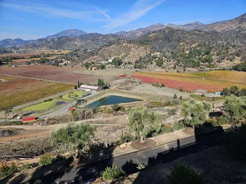 Grape fields forming different colors outside of Sterling Vineyard in Napa Foto stock
