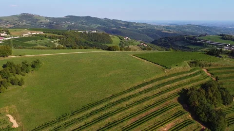 Grape fields on hillside - aerial drone flies to reveal more of the hill Stock Footage 146878998