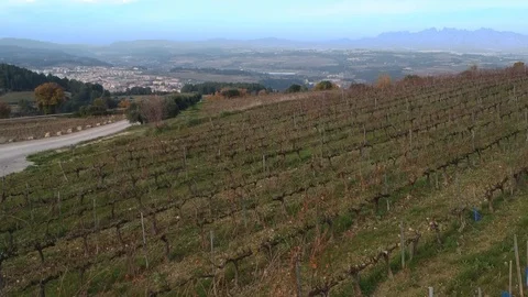 Grape fields on the mountainside Stock Footage 113011623