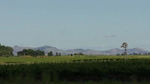 Grape fields Pan View HD Stock Footage
