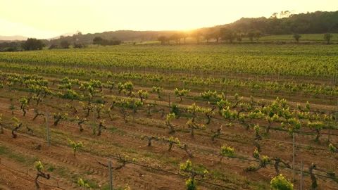 Grape Fields. Parallel Lines Of Vineyards. Stock Footage 203795164