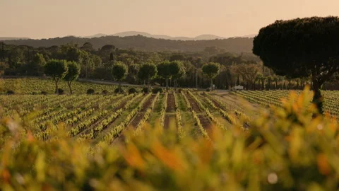 Grape Fields. Parallel Lines Of Vineyards. Stock Footage 203797475