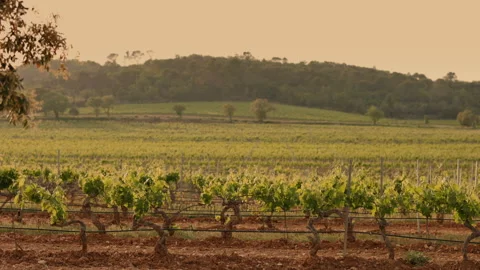 Grape Fields. Parallel Lines Of Vineyards. Stock Footage 203797774