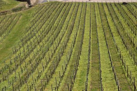 Grape Fields Stock Photos