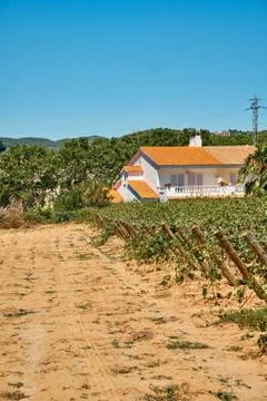 Grape fields in the southern regions of Spain. Stock Photos