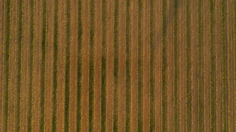 Grape Fields. Top View. Parallel Lines Of Vineyards. Stock Footage 203793407