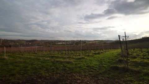 Grape fields of winery in Belgium, panoramic view 動画素材 331222525