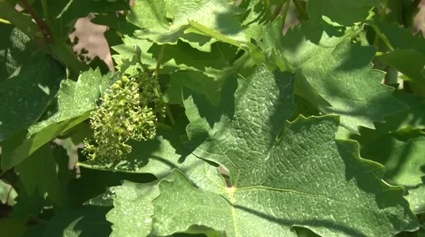 Grape flower cluster Stock Footage 50582725