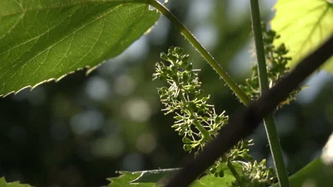 Grape. Flowering Bunch Of Grapes Stock-Footage 133157109